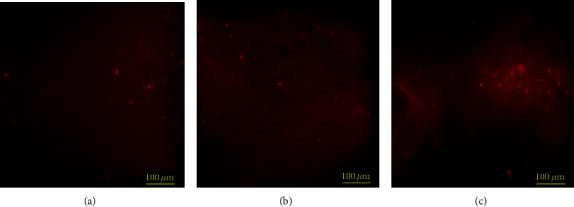 Production of Poly(3-Hydroxybutyrate) by <i>Haloarcula</i>, <i>Halorubrum</i>, and <i>Natrinema</i> Haloarchaeal Genera Using Starch as a Carbon Source.