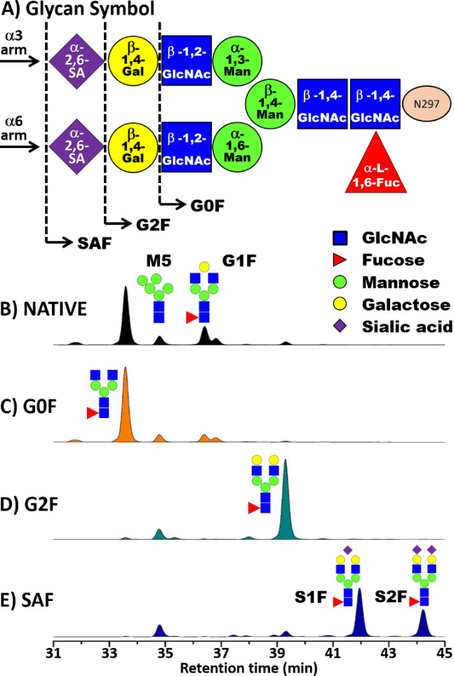 Dataset from HDX-MS Studies of IgG1 Glycoforms and Their Interactions with the FcγRIa (CD64) Receptor.