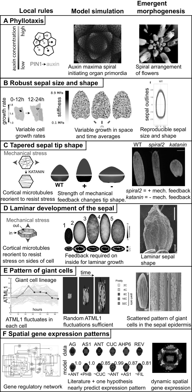 <i>Arabidopsis</i> sepals: A model system for the emergent process of morphogenesis.