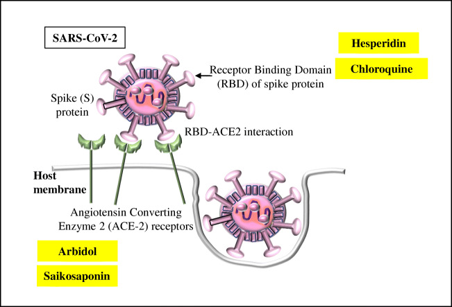 A Review on the Effectivity of the Current COVID-19 Drugs and Vaccines: Are They Really Working Against the Severe Acute Respiratory Syndrome Coronavirus 2 (SARS-CoV-2) Variants?