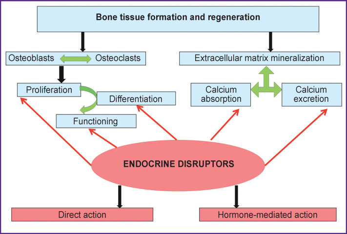 Endocrine Disruptors as a New Etiologic Factor of Bone Tissue Diseases (Review).