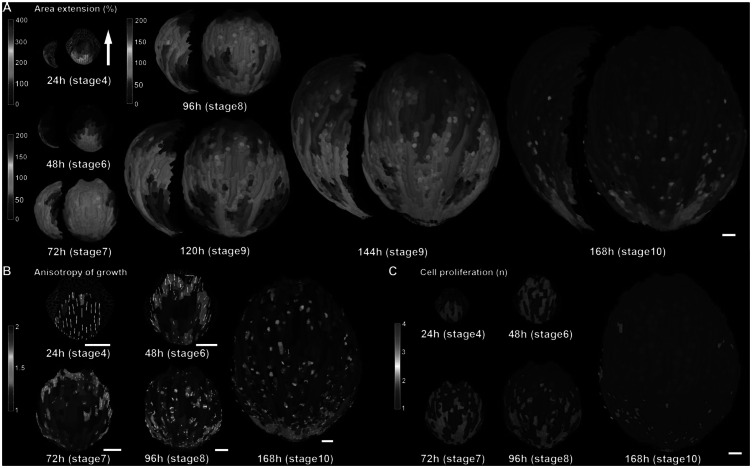 <i>Arabidopsis</i> sepals: A model system for the emergent process of morphogenesis.