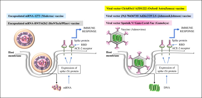 A Review on the Effectivity of the Current COVID-19 Drugs and Vaccines: Are They Really Working Against the Severe Acute Respiratory Syndrome Coronavirus 2 (SARS-CoV-2) Variants?