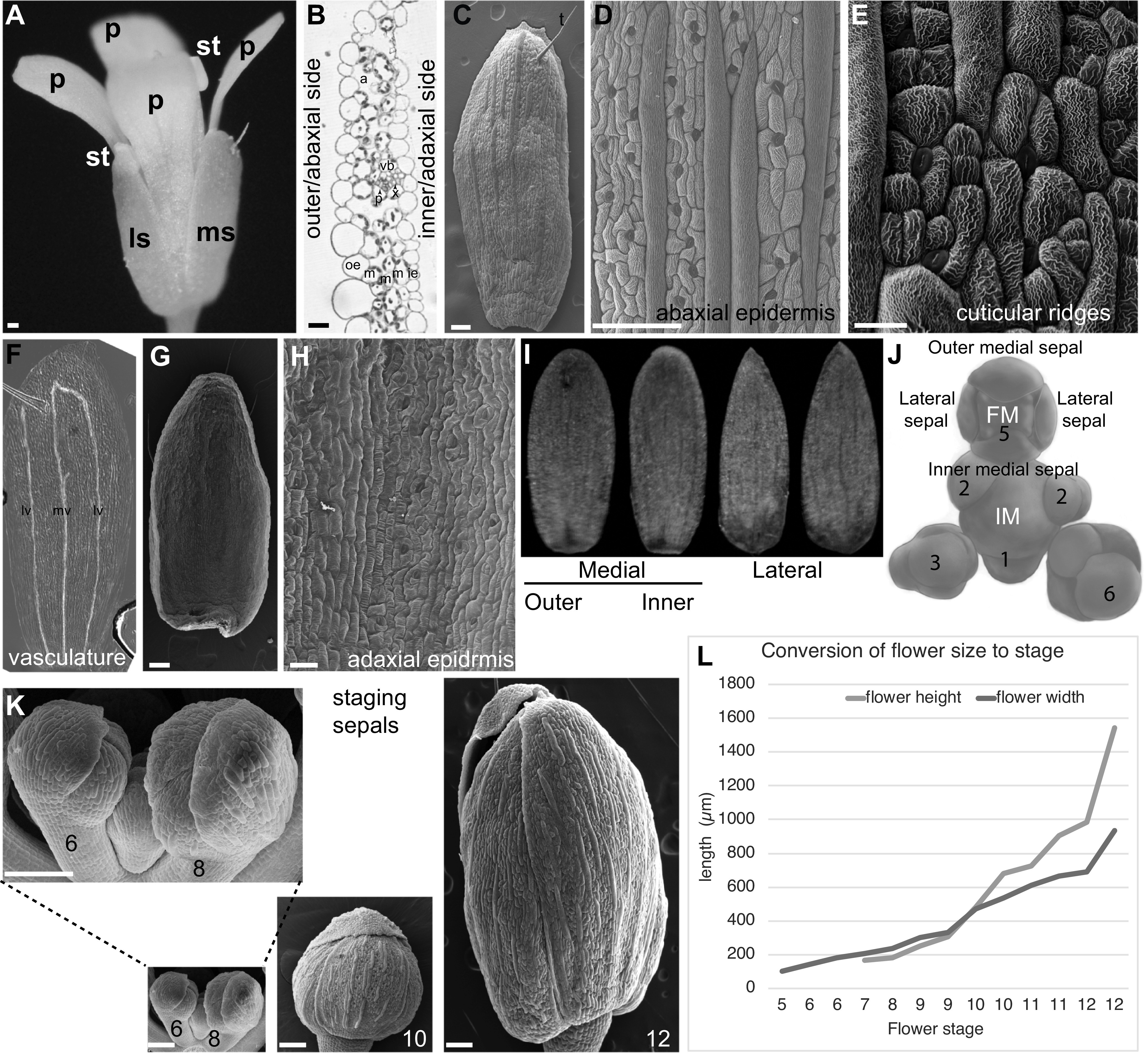 <i>Arabidopsis</i> sepals: A model system for the emergent process of morphogenesis.