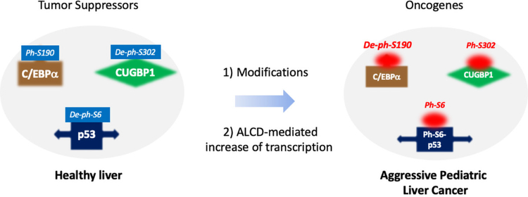 Molecular signatures of aggressive pediatric liver cancer.