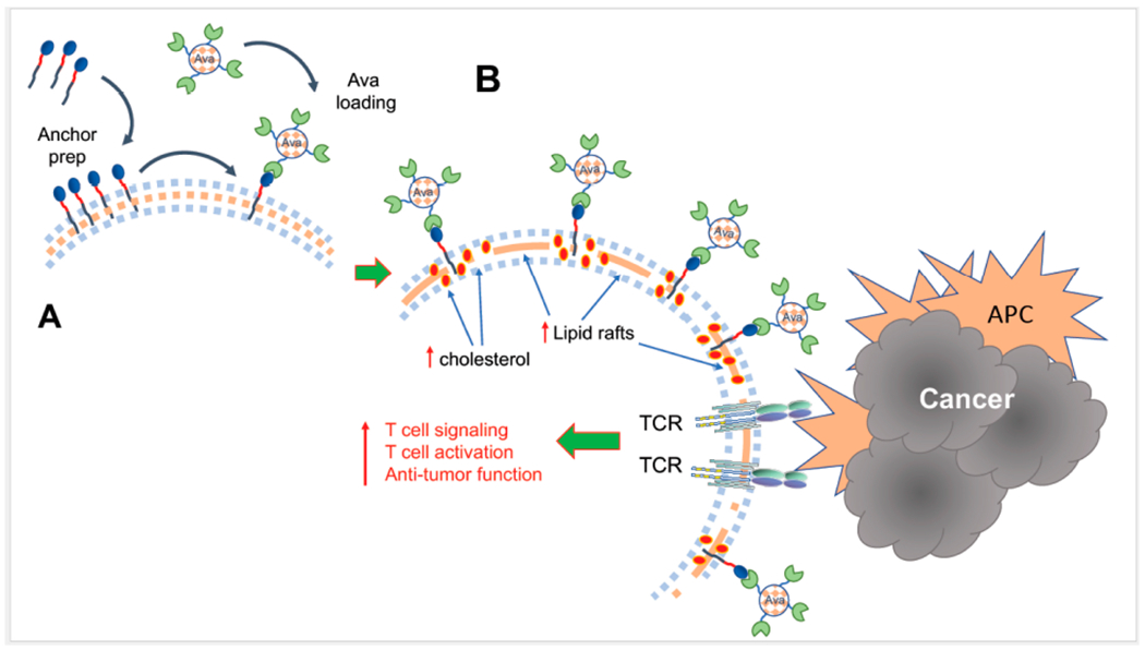 Commentary on: Combination of Metabolic Intervention and T Cell Therapy Enhances Solid Tumor Immunotherapy.