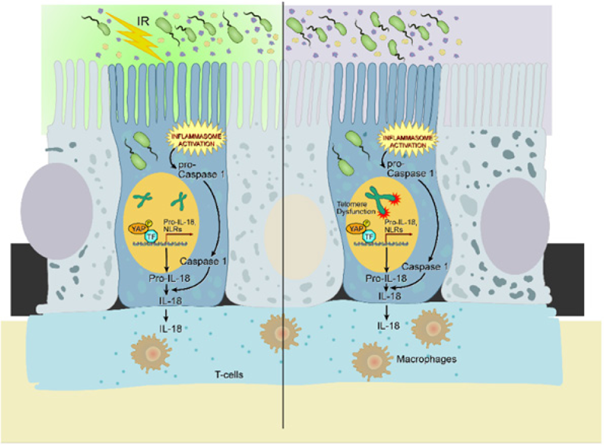 Telomere Dysfunction as an Initiator of Inflammation: Clues to an Age-Old Mystery.