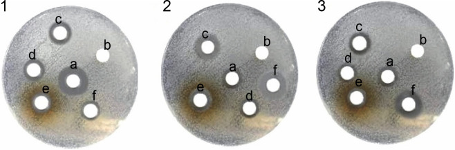 Evaluation of the phenolic contents and antibacterial activity of different concentrations of <i>Onosma chlorotricum</i> Boiss.