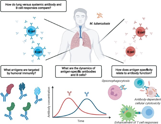 TB or not to be: what specificities and impact do antibodies have during tuberculosis?