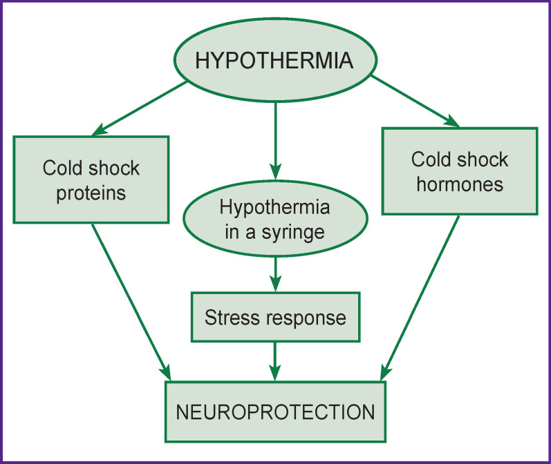 Emerging Trends in the Use of Therapeutic Hypothermia as a Method for Neuroprotection in Brain Damage (Review).