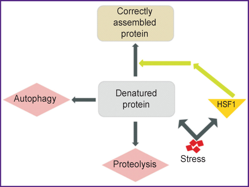 Emerging Trends in the Use of Therapeutic Hypothermia as a Method for Neuroprotection in Brain Damage (Review).