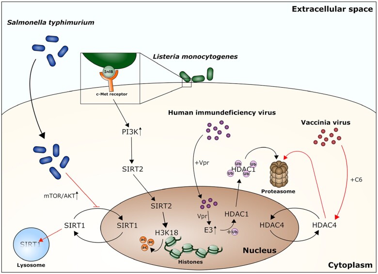 Patho-epigenetics: histone deacetylases as targets of pathogens and therapeutics.