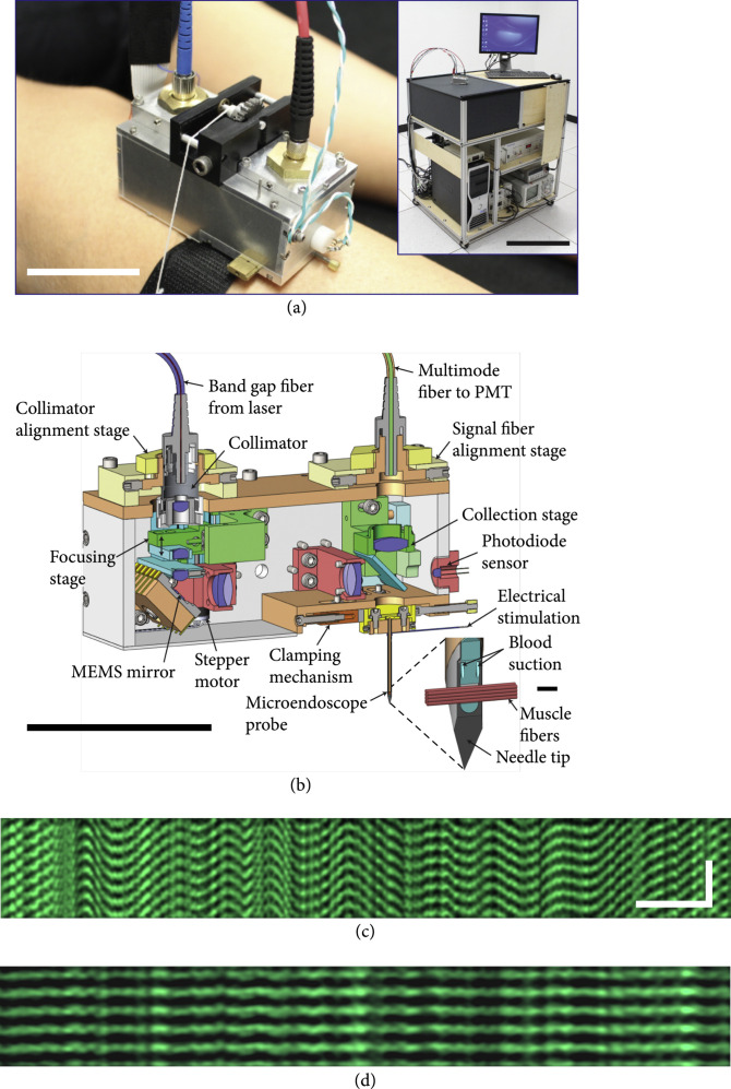 Recent Advancements in Optical Harmonic Generation Microscopy: Applications and Perspectives.