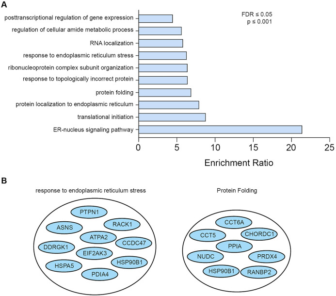 Interactome Analysis of the ER Stress Sensor Perk Uncovers Key Components of ER-Mitochondria Contact Sites and Ca<sup>2+</sup> Signalling.