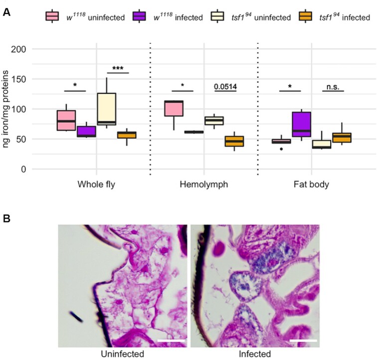 The iron transporter Transferrin 1 mediates homeostasis of the endosymbiotic relationship between <i>Drosophila melanogaster</i> and <i>Spiroplasma poulsonii</i>.