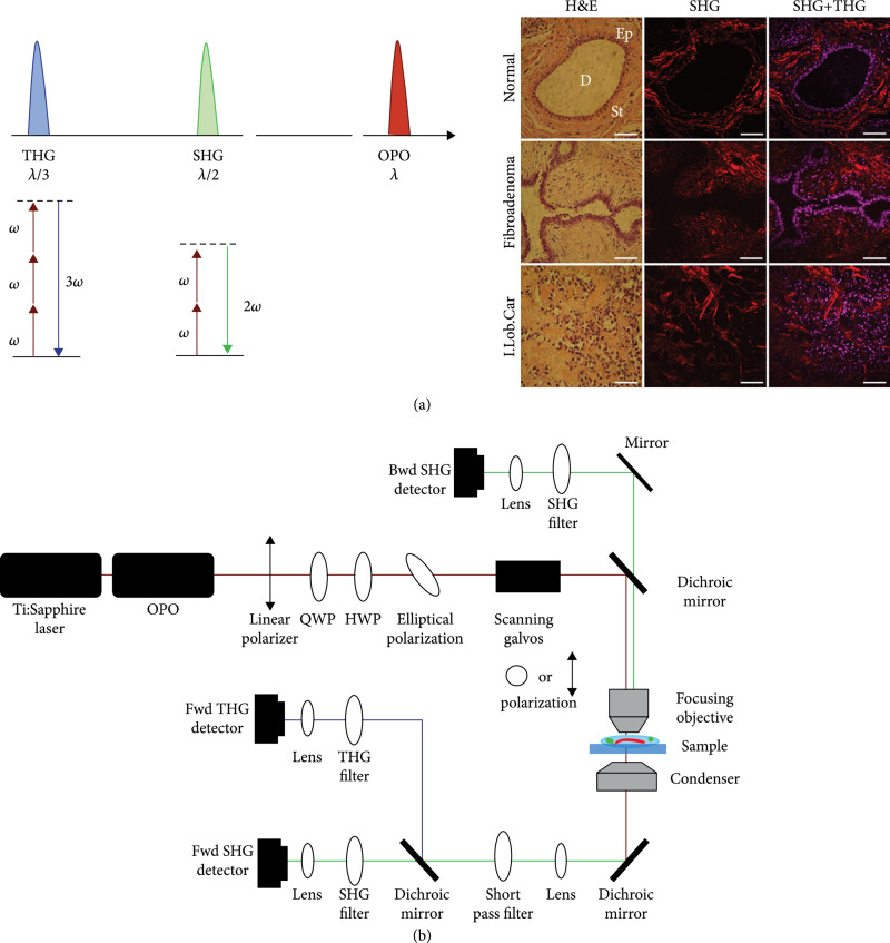 Recent Advancements in Optical Harmonic Generation Microscopy: Applications and Perspectives.