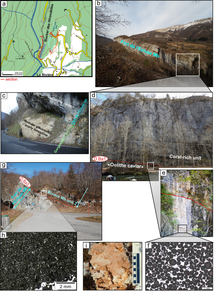 New insights on the Early Cretaceous (Hauterivian-Barremian) Urgonian lithostratigraphic units in the Jura Mountains (France and Switzerland): the Gorges de l'Orbe and the Rocher des Hirondelles formations.