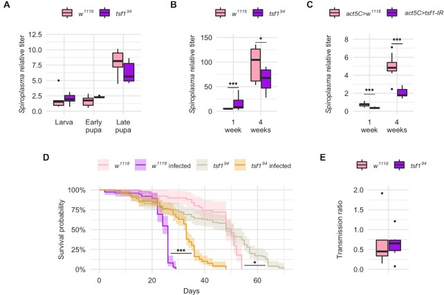 The iron transporter Transferrin 1 mediates homeostasis of the endosymbiotic relationship between <i>Drosophila melanogaster</i> and <i>Spiroplasma poulsonii</i>.