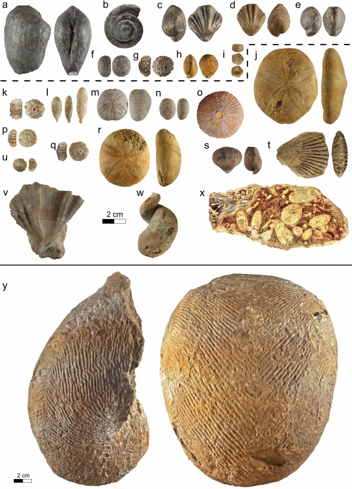 New insights on the Early Cretaceous (Hauterivian-Barremian) Urgonian lithostratigraphic units in the Jura Mountains (France and Switzerland): the Gorges de l'Orbe and the Rocher des Hirondelles formations.