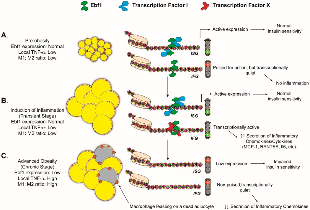 Nipping Adipocyte Inflammation in the Bud.