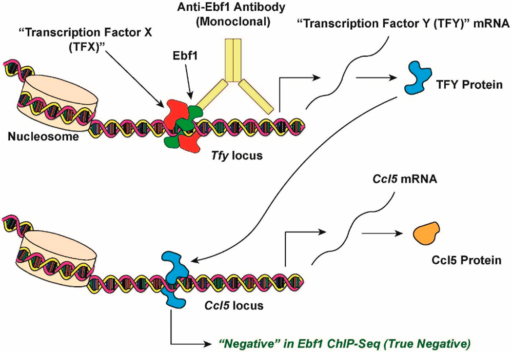 Nipping Adipocyte Inflammation in the Bud.