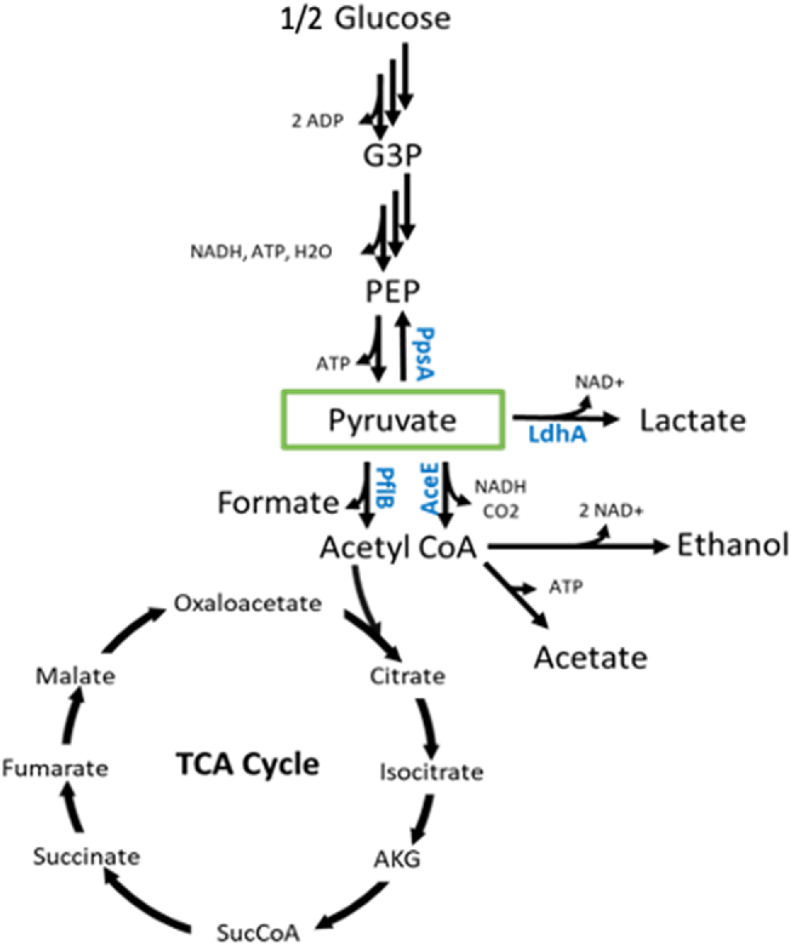 A lysate proteome engineering strategy for enhancing cell-free metabolite production