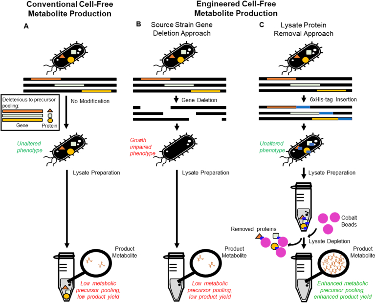 A lysate proteome engineering strategy for enhancing cell-free metabolite production