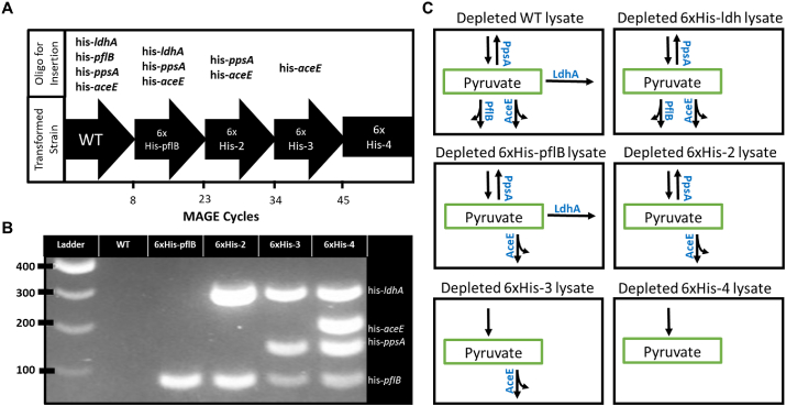 A lysate proteome engineering strategy for enhancing cell-free metabolite production