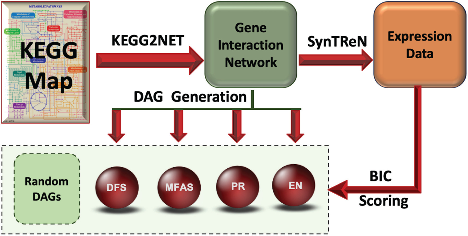 KEGG2Net: Deducing gene interaction networks and acyclic graphs from KEGG pathways.