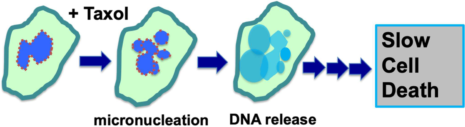 Breaking malignant nuclei as a non-mitotic mechanism of taxol/paclitaxel.