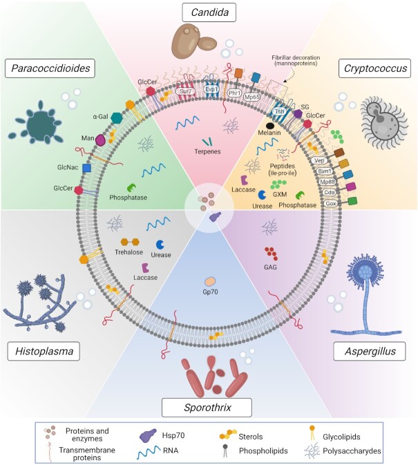 Structure, composition and biological properties of fungal extracellular vesicles.