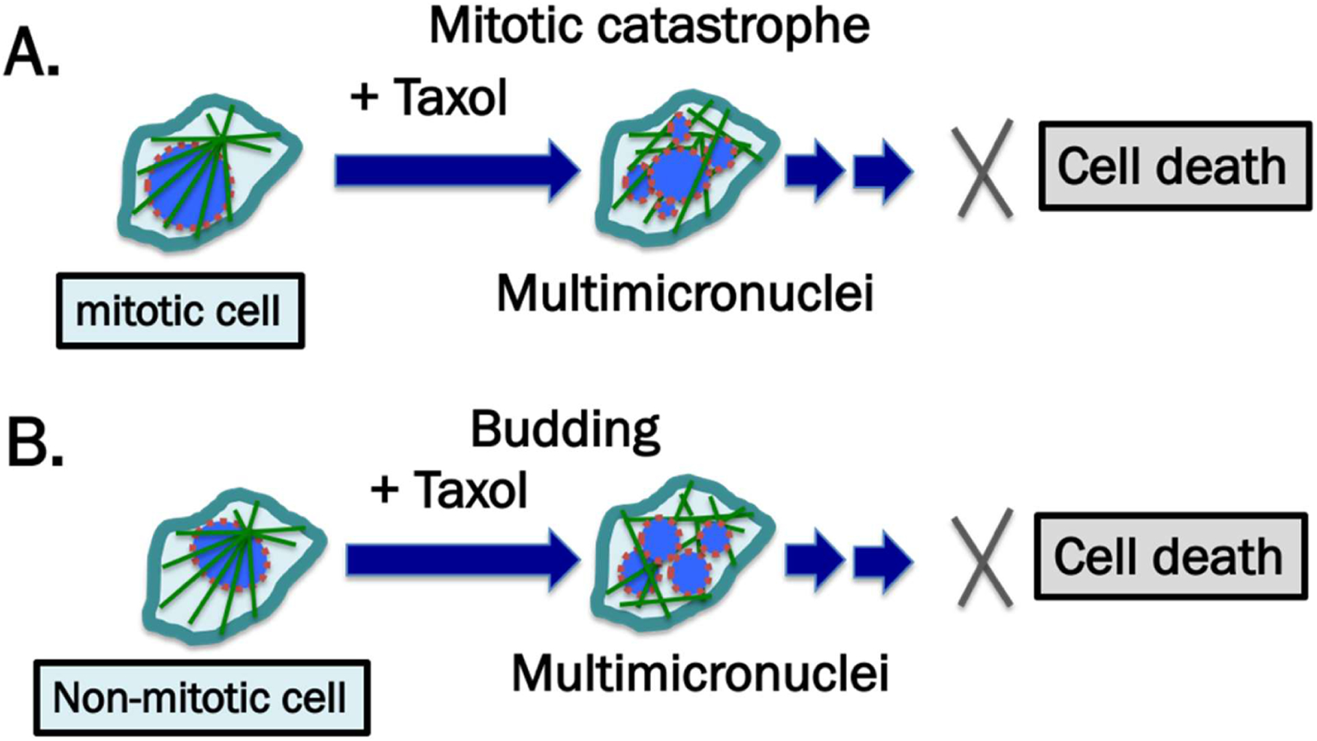 Breaking malignant nuclei as a non-mitotic mechanism of taxol/paclitaxel.