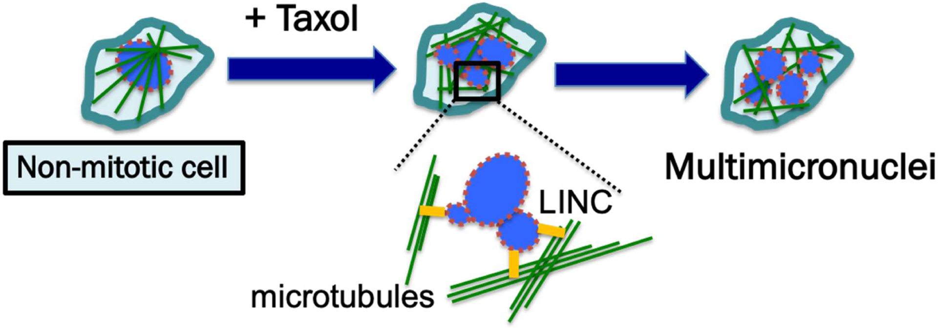 Breaking malignant nuclei as a non-mitotic mechanism of taxol/paclitaxel.