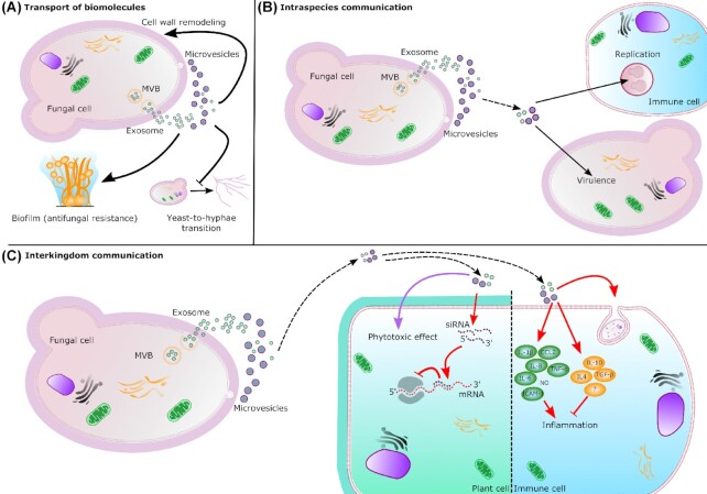 Structure, composition and biological properties of fungal extracellular vesicles.