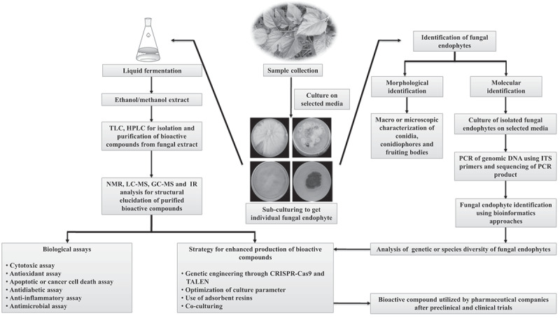 Plant associated fungal endophytes as a source of natural bioactive compounds.