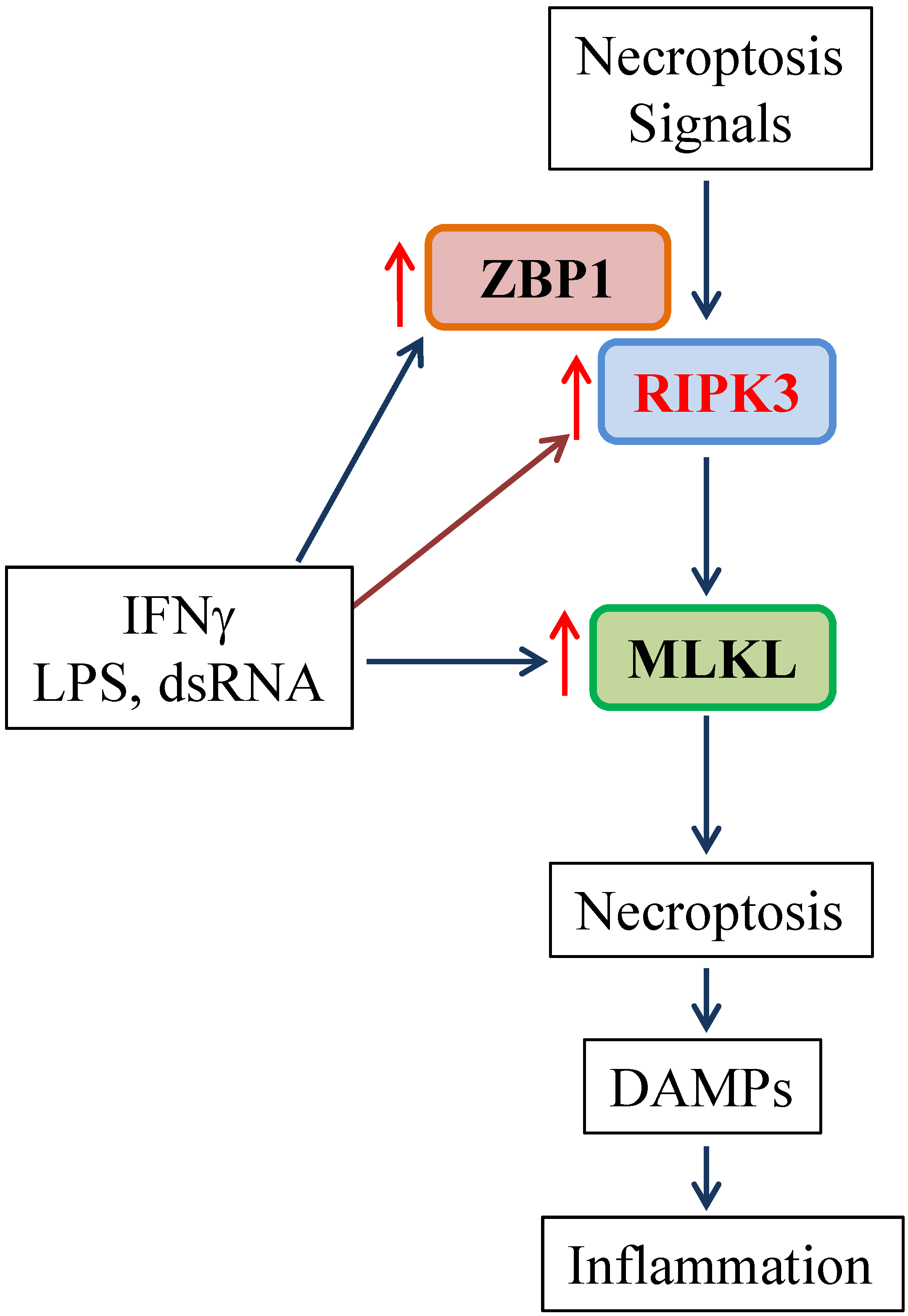 M1 Macrophages Are More Susceptible to Necroptosis.