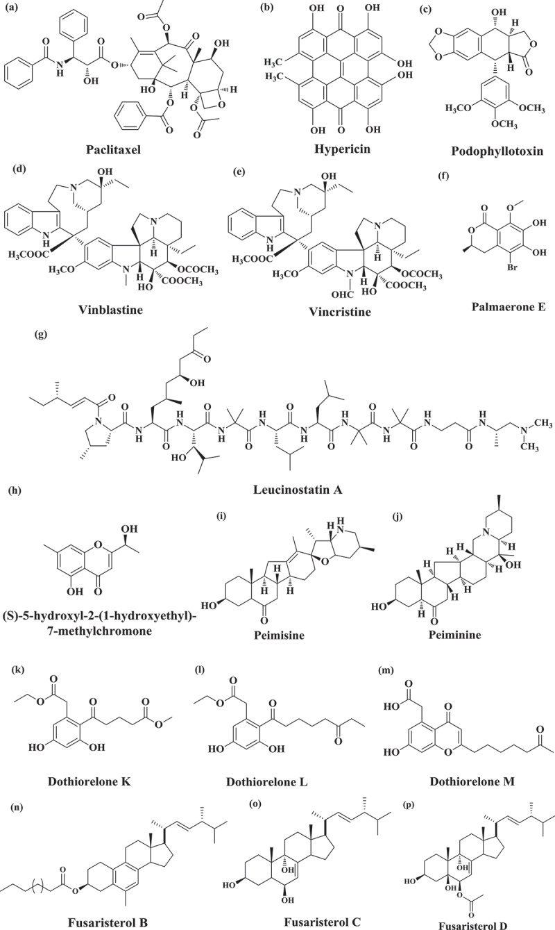 Plant associated fungal endophytes as a source of natural bioactive compounds.