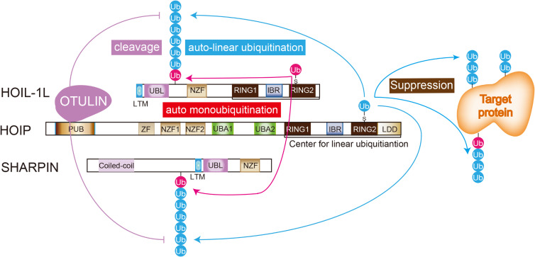 LUBAC-mediated linear ubiquitination: a crucial regulator of immune signaling.