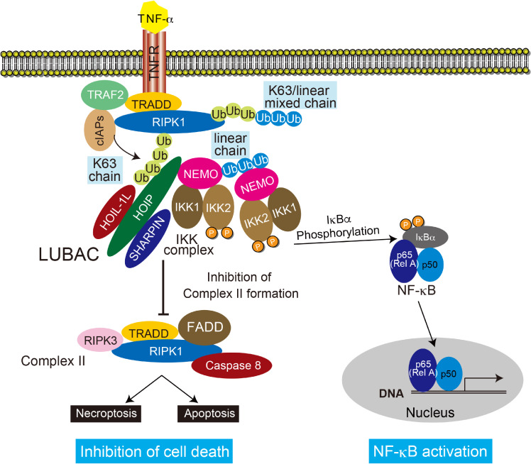 LUBAC-mediated linear ubiquitination: a crucial regulator of immune signaling.