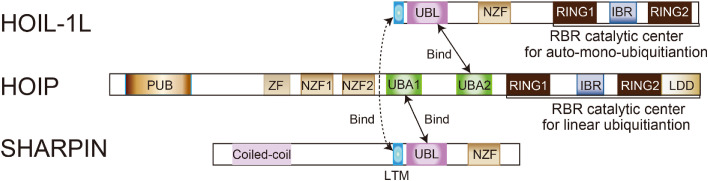 LUBAC-mediated linear ubiquitination: a crucial regulator of immune signaling.