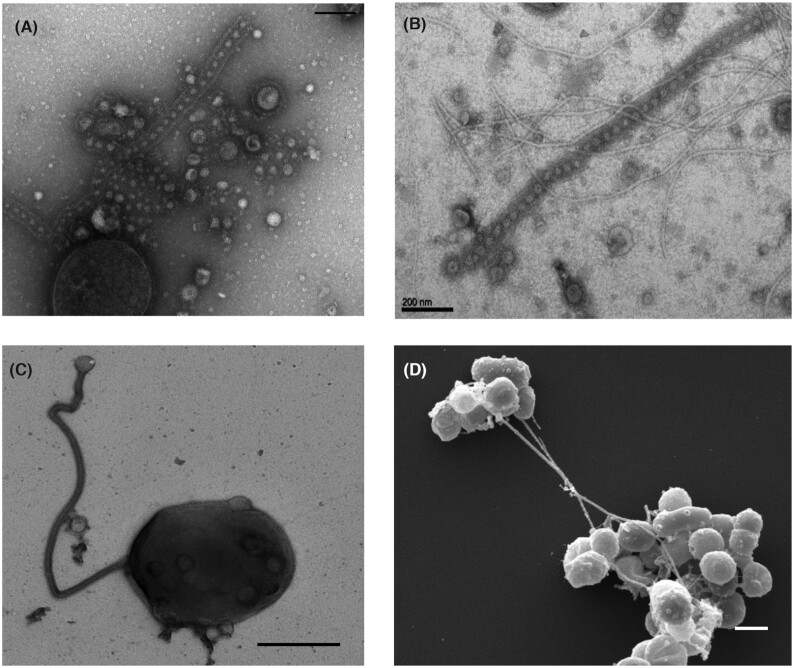 Extracellular membrane vesicles and nanotubes in Archaea.