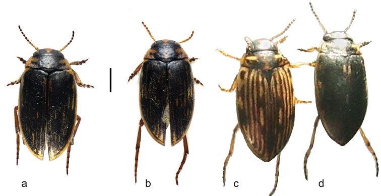 A re-examination of the West European species of <i>Boreonectes</i> Angus, 2010, with particular reference to <i>B. multilineatus</i> (Falkenström, 1922) (Coleoptera, Dytiscidae).