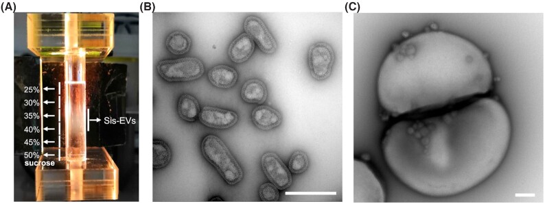 Extracellular membrane vesicles and nanotubes in Archaea.