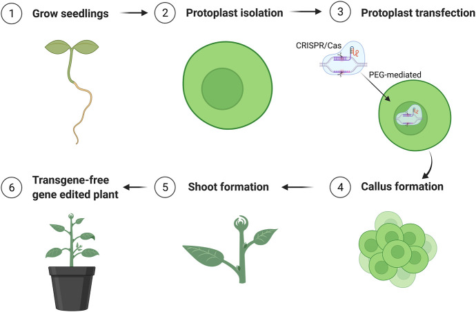 Establishment of an Efficient Protoplast Regeneration and Transfection Protocol for Field Cress (<i>Lepidium campestre</i>).