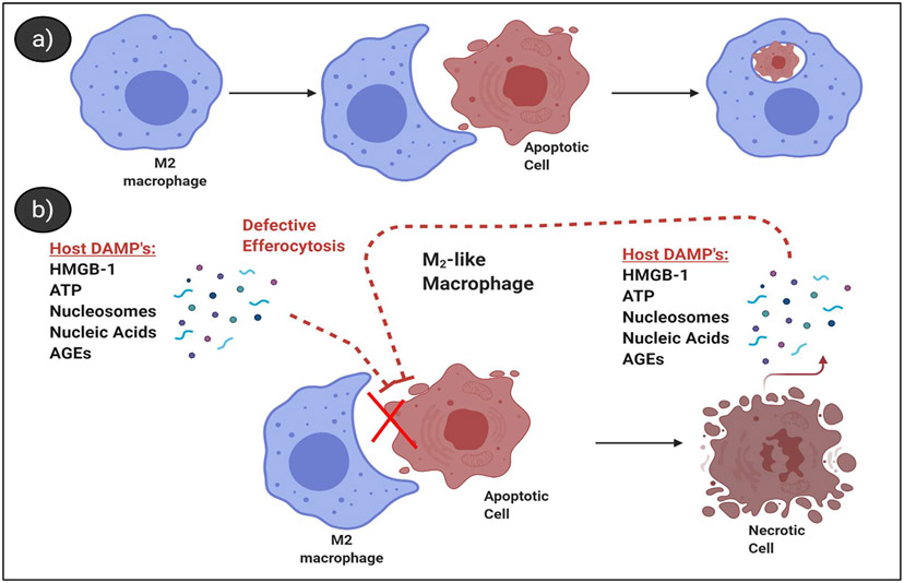 Efferocytosis and Anthrax: Implications for Bacterial Sepsis?