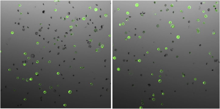 Establishment of an Efficient Protoplast Regeneration and Transfection Protocol for Field Cress (<i>Lepidium campestre</i>).