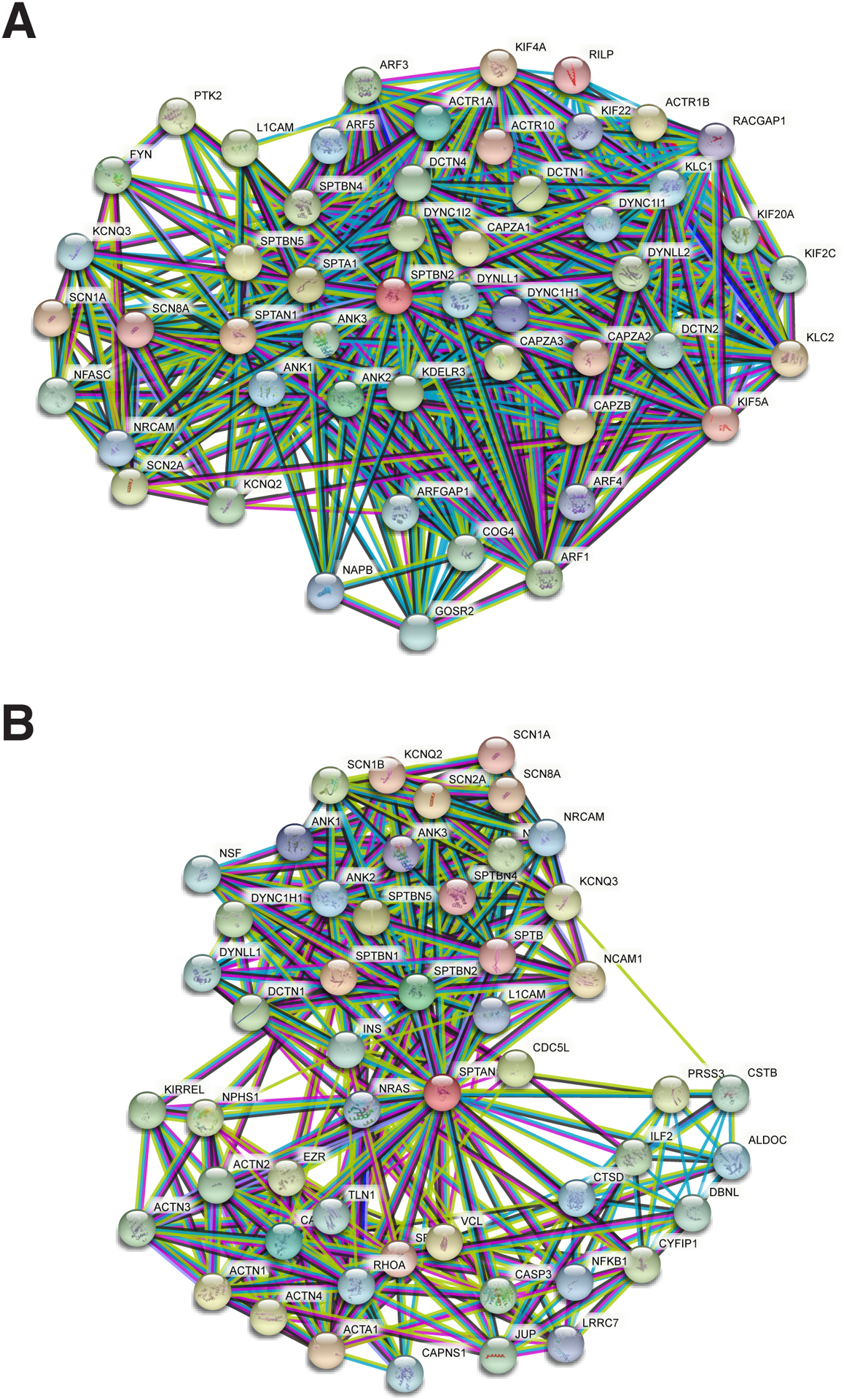 The Spread of Spectrin in Ataxia and Neurodegenerative Disease.