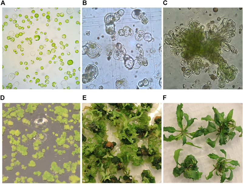 Establishment of an Efficient Protoplast Regeneration and Transfection Protocol for Field Cress (<i>Lepidium campestre</i>).