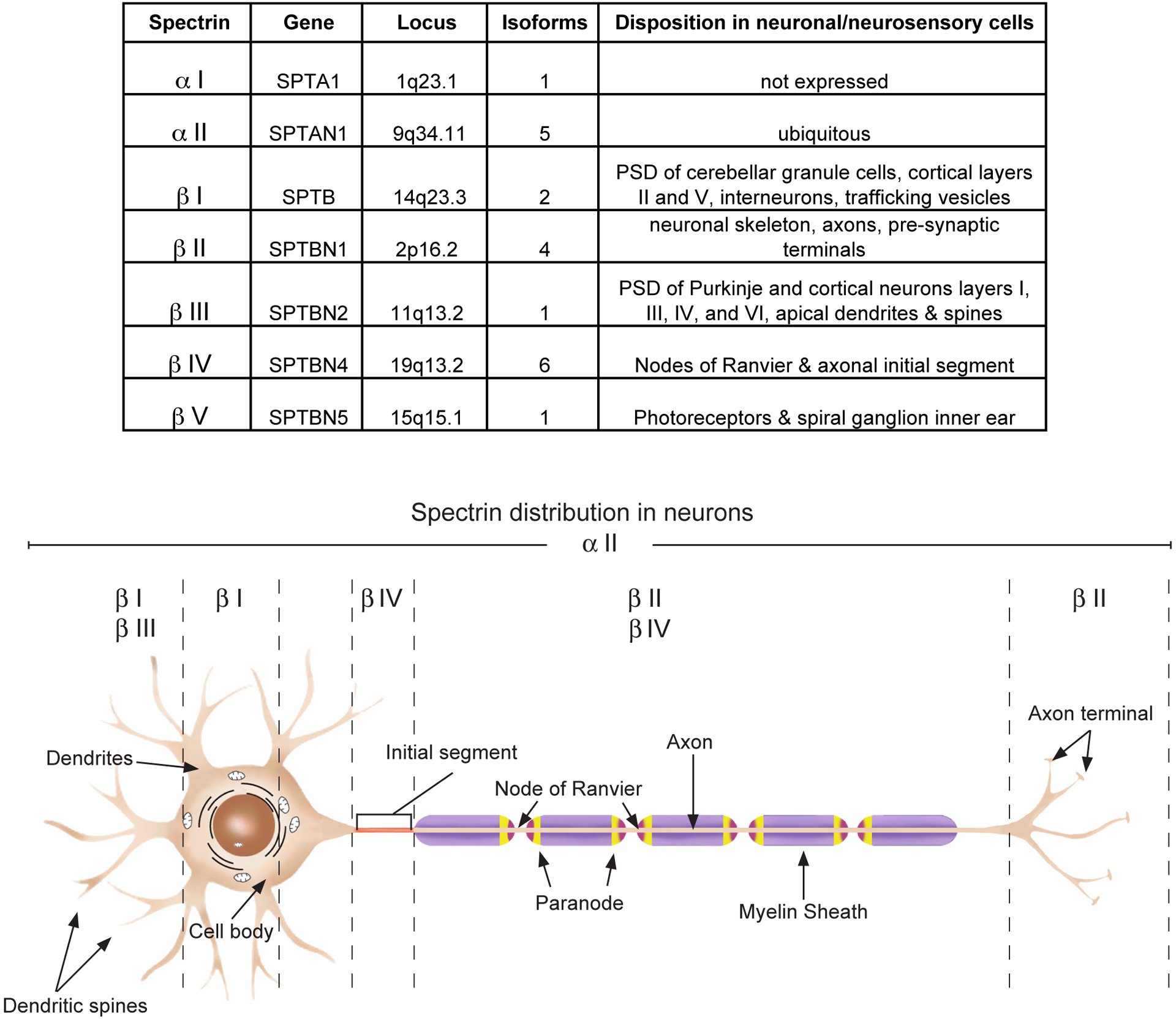 The Spread of Spectrin in Ataxia and Neurodegenerative Disease.