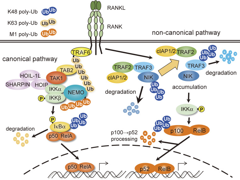 TNF receptor-associated factor 6 (TRAF6) plays crucial roles in multiple biological systems through polyubiquitination-mediated NF-κB activation.